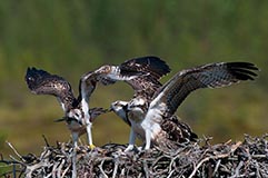 Fischadler - Zum Vergroessern klicken!